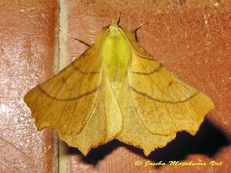 Ennomos alniaria (Geometridae)